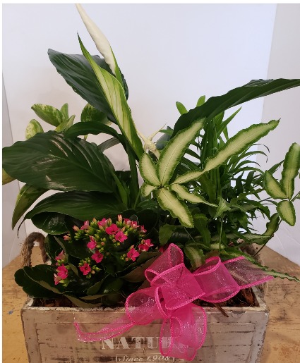 Nature box Plants