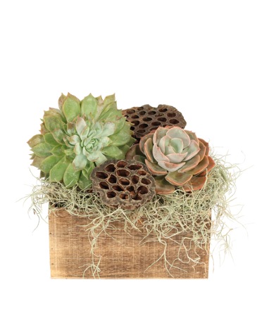 Nature's Solace House Plant in Albany, NY | Ambiance Florals & Events
