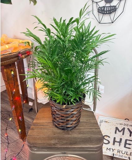 Neanthe Bella Palm 6” 
