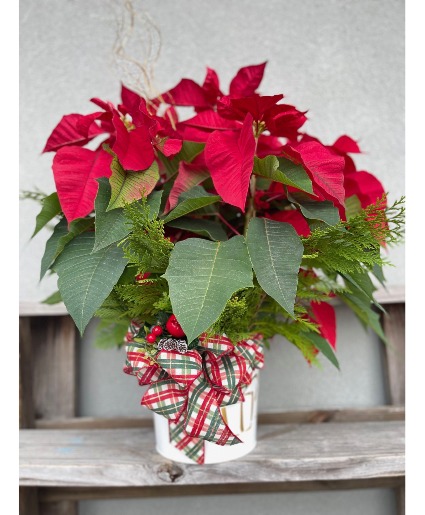  Christmas Poinsettia Large Plant