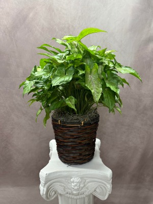 Nephthytis  Houseplant
