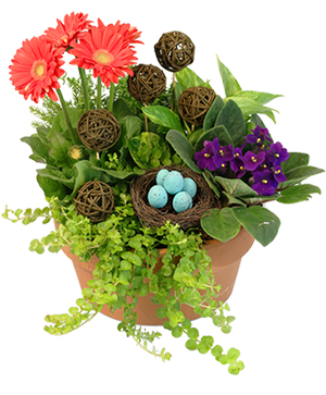 Nesting Blooms Flowering Plants