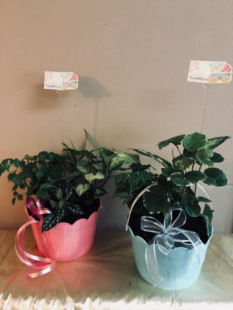 New baby Planter garden in Renton, WA | Alicia's Wonderland II