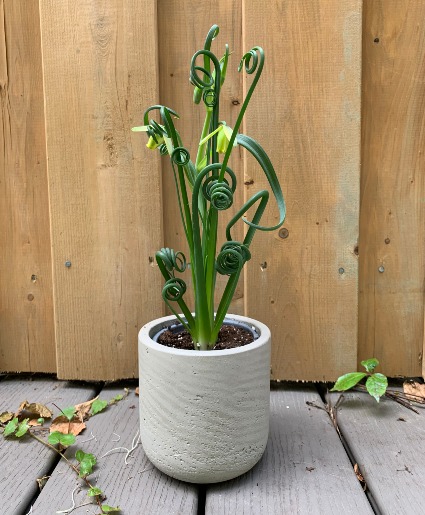 NEW Frizzle Sizzle 4 inch potted plant 