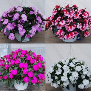 New Guinea Imptiens hanging basket Plant
