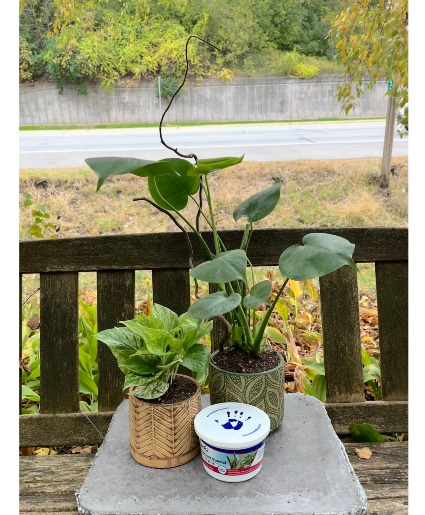 New Plant Parent plant bundle