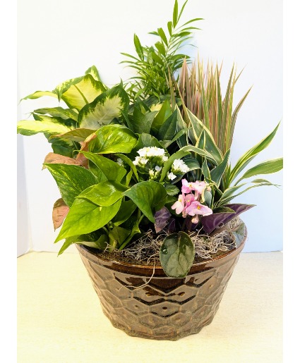 SOLD Ceramic Dish Garden   C3 NFS-DGC115