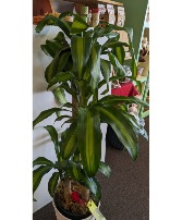 10 "Mass Cane Plant (corn plant) NFS-P1   