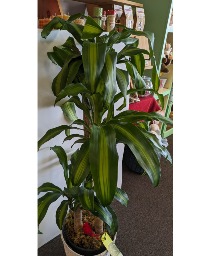 10" Mass Cane Plant (corn plant) NFS-P1   