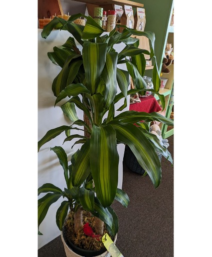 10" Mass Cane Plant (corn plant) NFS-P1   