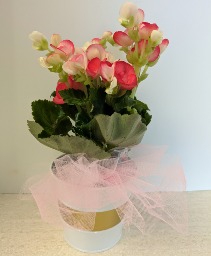 4" Begonia plant NFS-P106