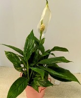 4 in Peace Lily Plant (Spathiphyllum) NFS-P148