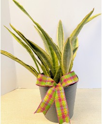 6" Snake Plant NFS-P92