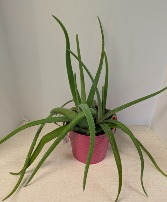 6" Aloe Plant  NFS-P131