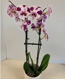 SOLD Orchid Plant NFS-P146