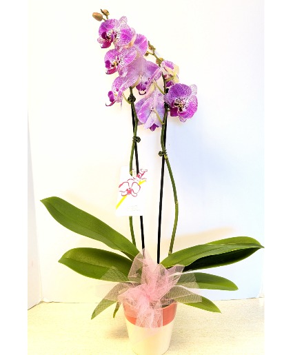 SOLD OUT--Orchid Plant NFS-P146