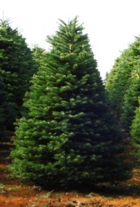 Fresh cut Noble fir and North man fir  Xmas tree (4'5'H')