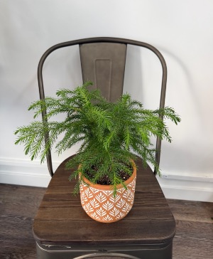 Norfolk Island Pine 