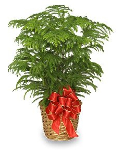 Norfolk Island Pine Basket