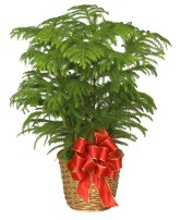 Norfolk Pine Dressed with Holiday Bow 