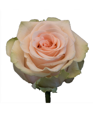 Designer's Choice Roses Rose Arrangement