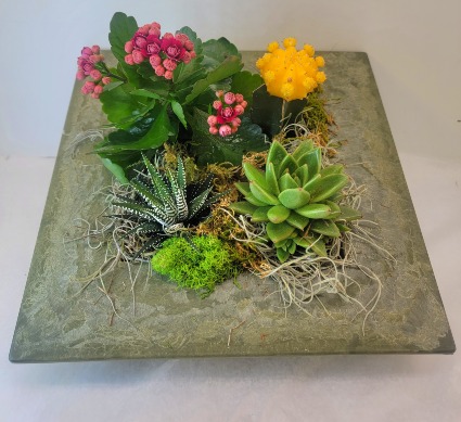 Oasis Moon Succulent Garden 