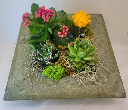 Oasis Moon Succulent Garden 