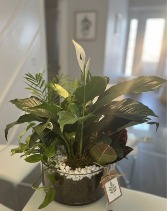 Oasis Plant Arrangement arrangement . plants