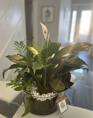 Oasis Plant Arrangement arrangement . plants