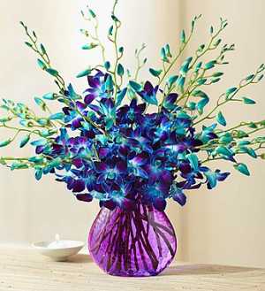 Ocean Breeze Orchids From Roma Florist 