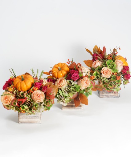 Octobers Trio  Next Day Delivery 