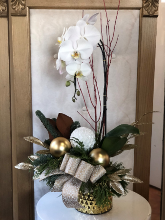 Oh Holy Night  Orchid Plant 