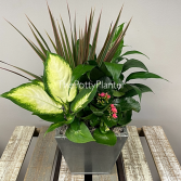 Oh What A Garden Plant varieties and colour may vary due to availability. 