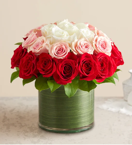 Ombre Roses 