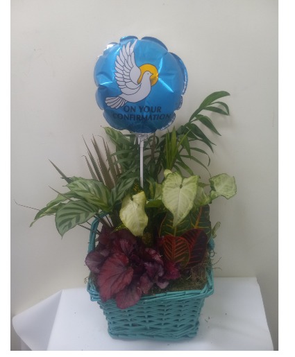 On your confirmation (boy) dish garden  Plant