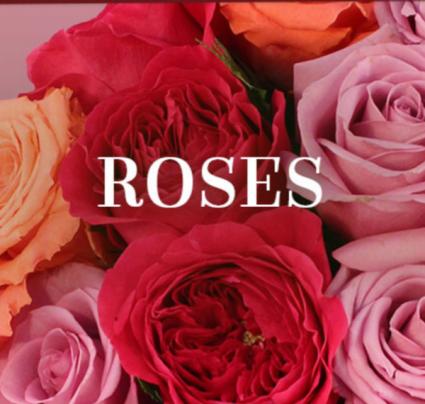 One Dozen Beautifully Wrapped Roses Presentation Style 