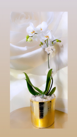 Orchid plant 