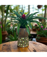 Opalhouse stoneware face planter w/ guzmania brome House Plant