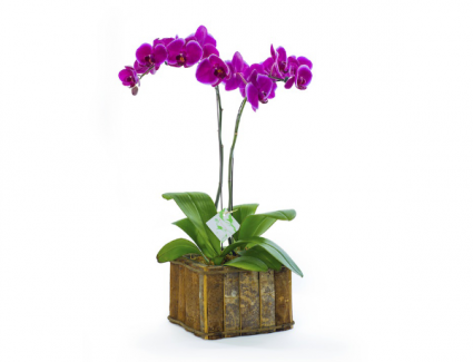 Opulent Orchid 
