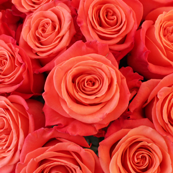 Orange Crush Roses Available in Dozen, 2 dozen and  3 Dozen