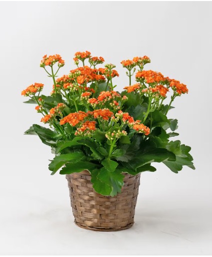 Orange Kalanchoe 