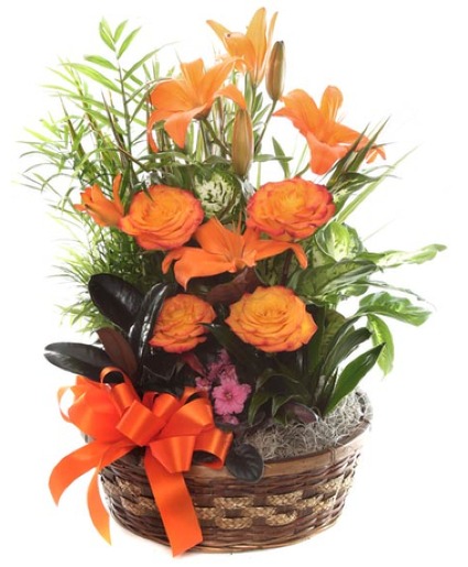 Orange Lily Dish Garden 