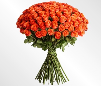 Orange Roses In Wrap 