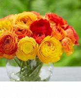 Rays of Ranunculus  Vase Bouquet 