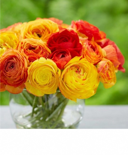 Rays of Ranunculus  Vase Bouquet 