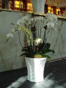 ORCHID 11 
