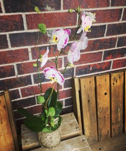 Orchid 