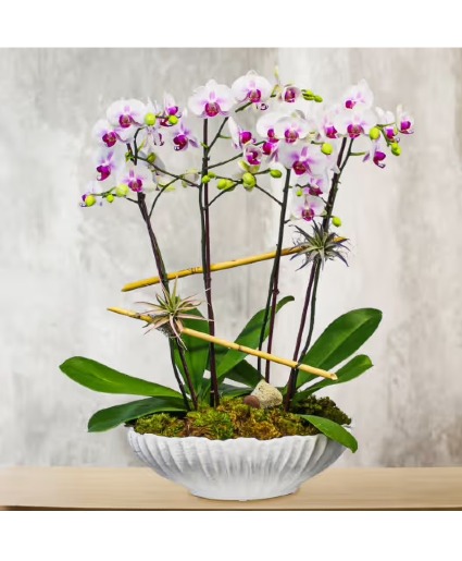 Orchid 2-3-4-5 stem orchid choice