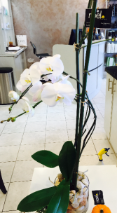 Orchid! 