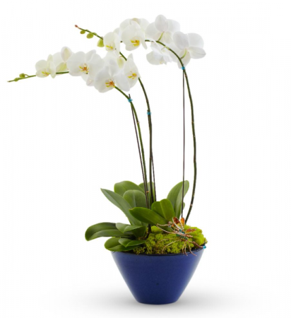Orchid 